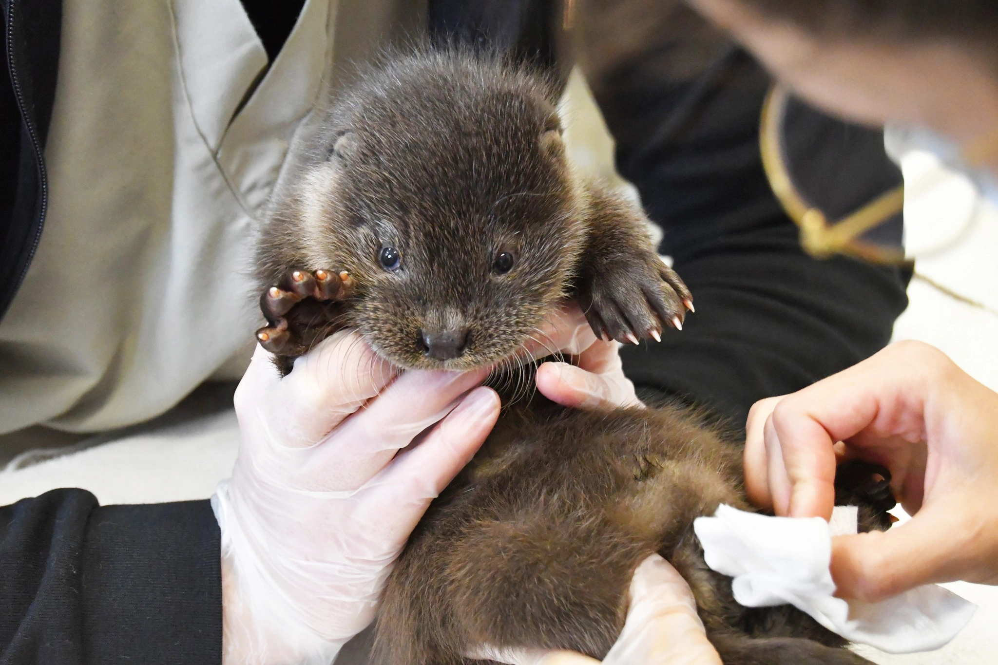 photo d'une loutre