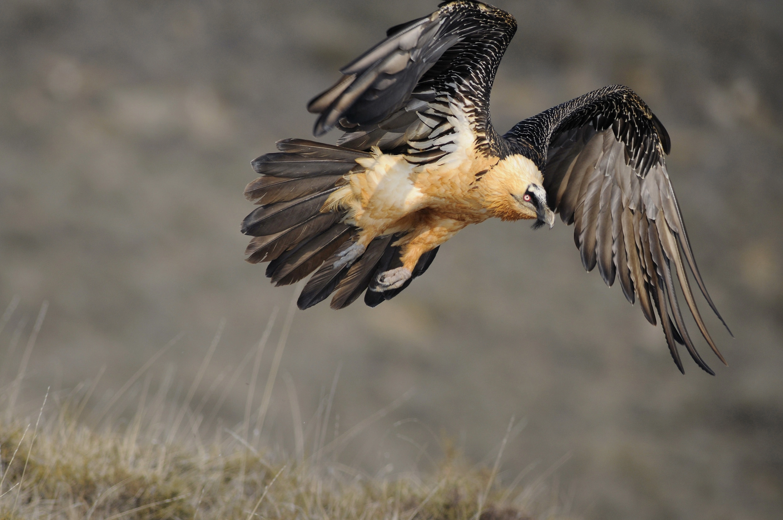 photo d'un rapace